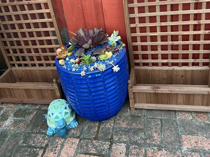 Backyard Succulents Brighten The Patio: Photos Of The Day 