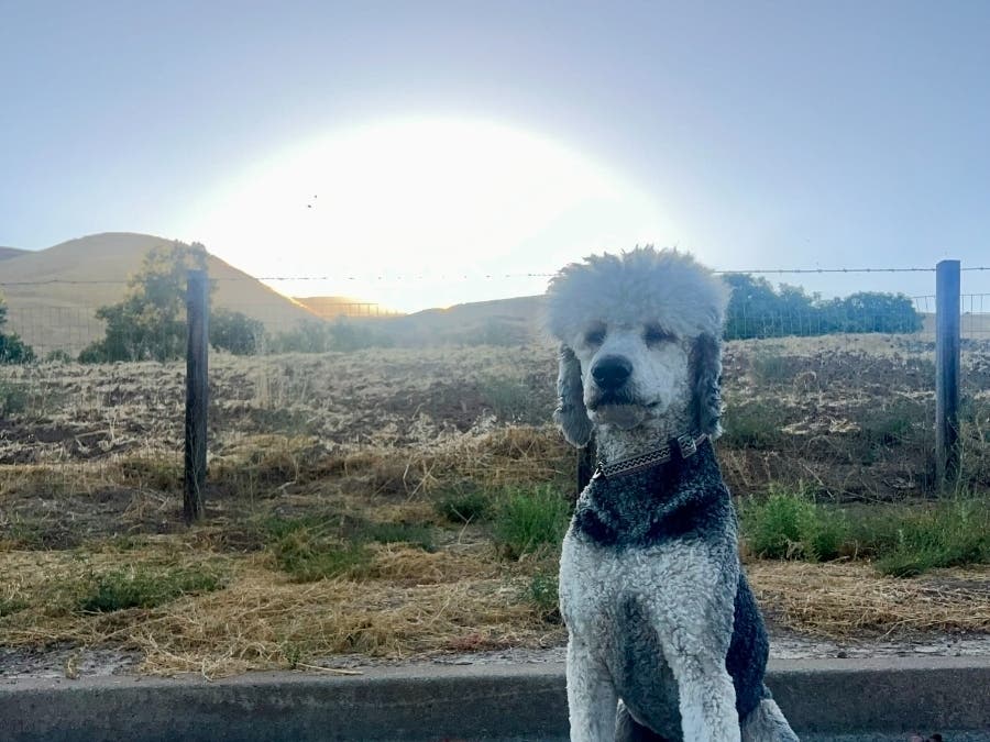 Sunrise Over The Fremont Hills, Starring Fritz: Photo Of The Day