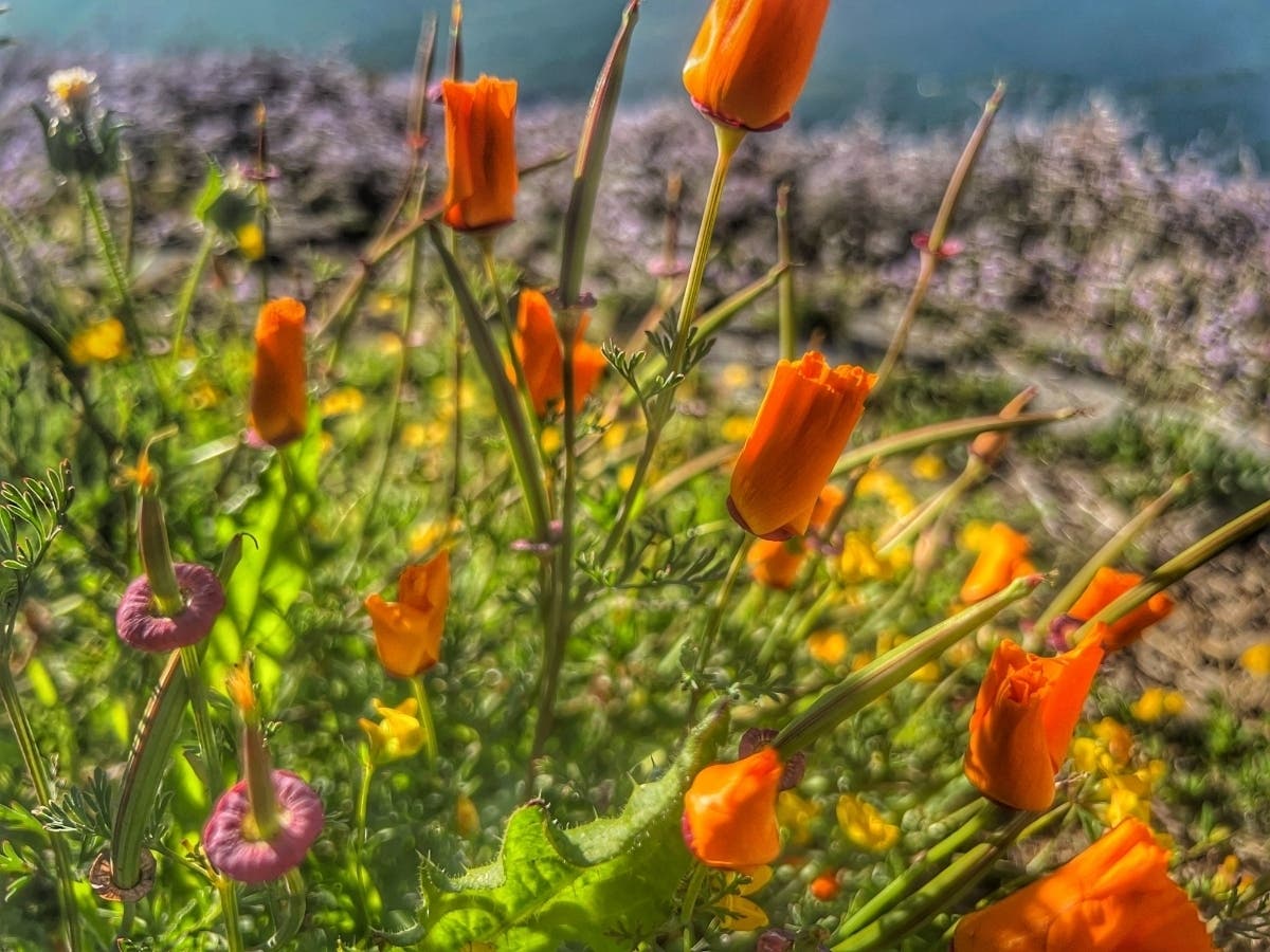 Vibrant Colors Shine In Sunlight At Oyster Point: Photos Of The Day  