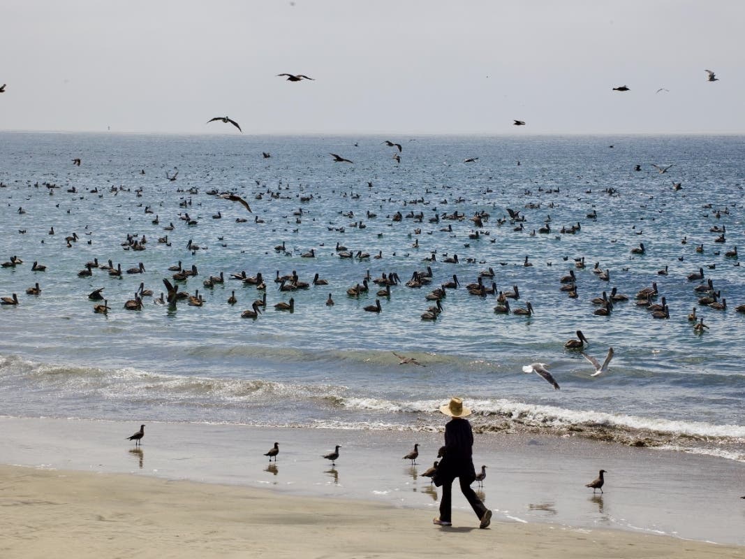 Pelicans feeding on fish at Half Moon Bay, California.