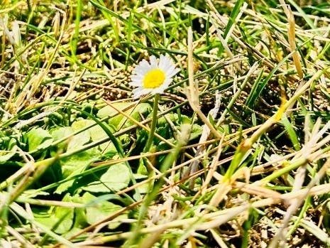 A flower blooms in Central Park in Fremont, Calif.