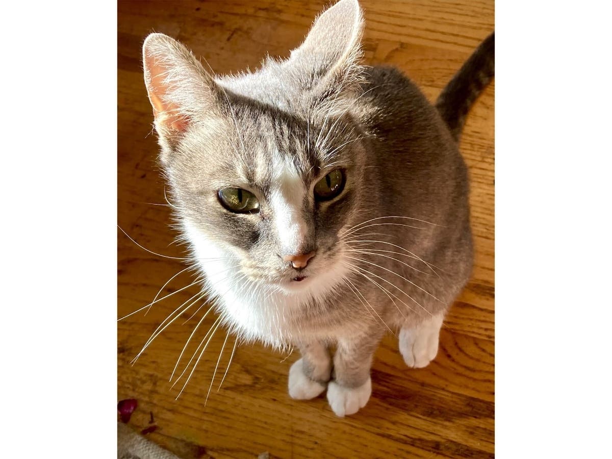 Buddy the cat shares his home with Miyo Burnett.