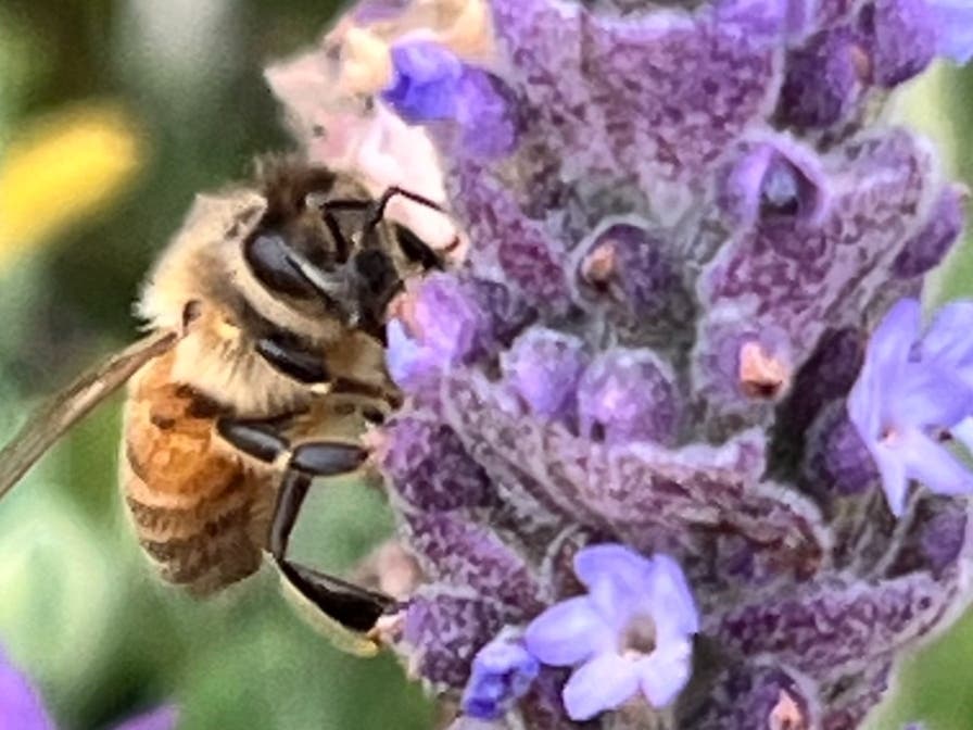 Busy Bee Gathers Pollen: Photo Of The Day 