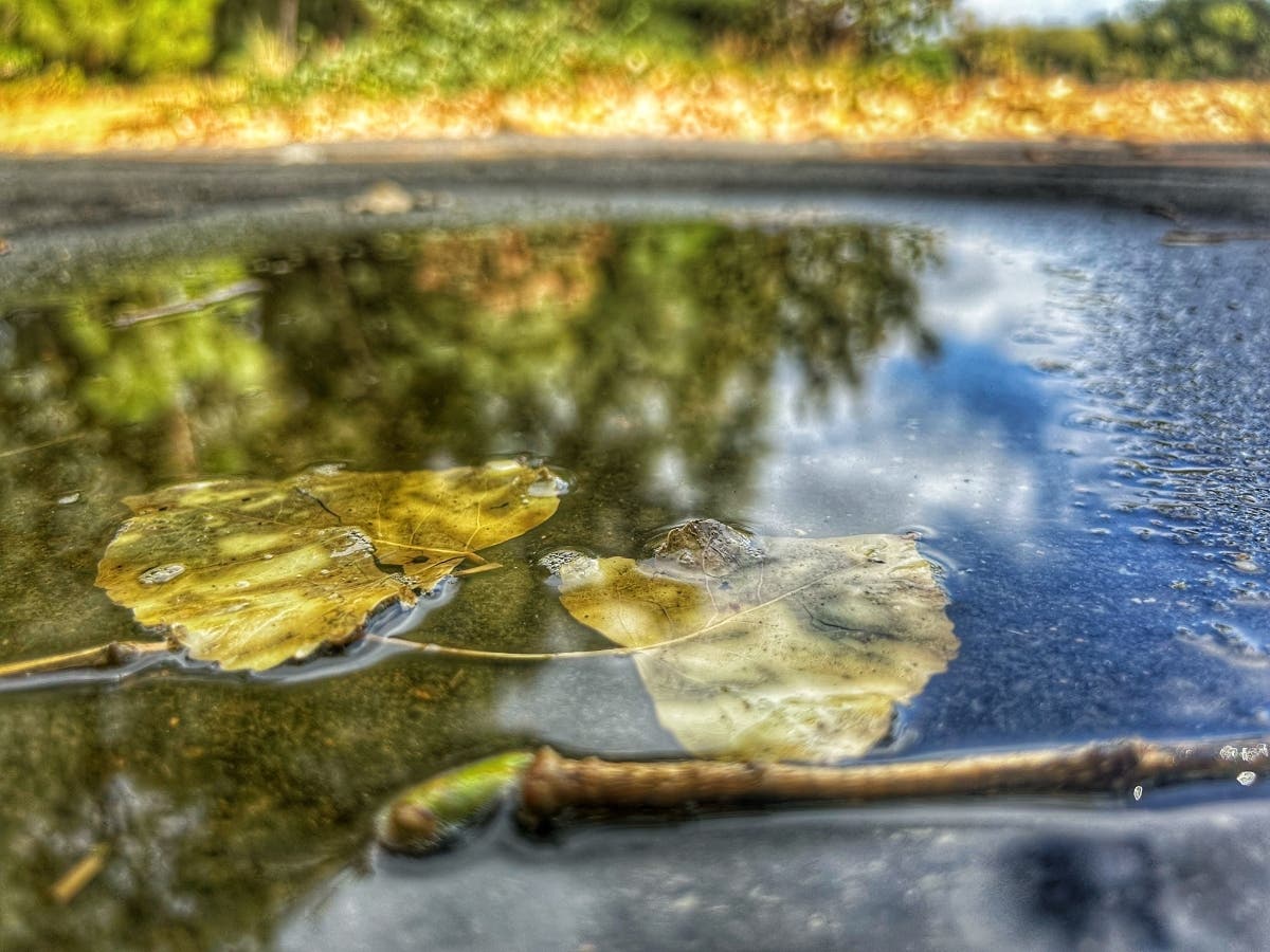 Monday's Rain Leaves Puddles: Photo Of The Day