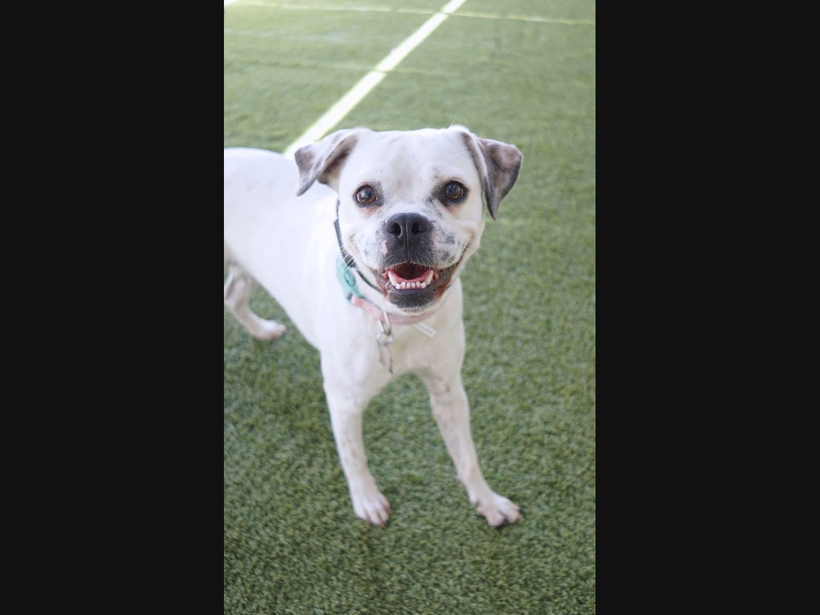 Colgate is Your Rancho Coastal Humane Society Pet This Week