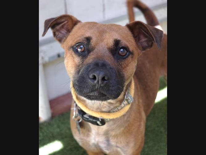 Frogger is Your Rancho Coastal Humane Society Pet This Week