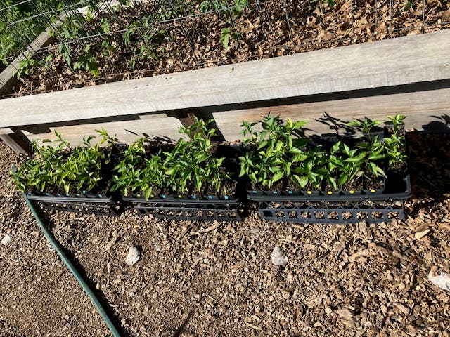 Wide variety of organically grown tomato and pepper plants