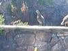 A mama quail tries to calm her baby quail (its hair is sticking straight up indicating it may be scared).