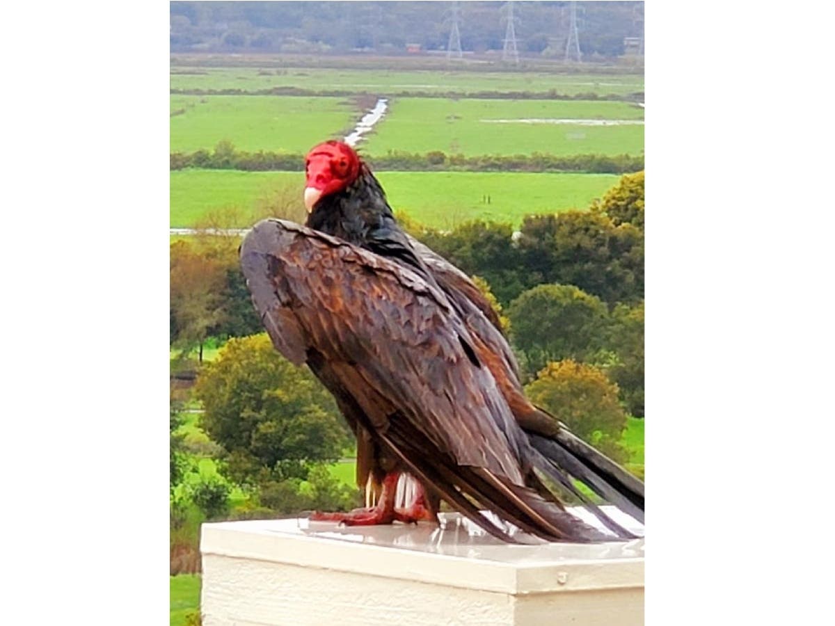 A turkey vulture pictured in Novato.