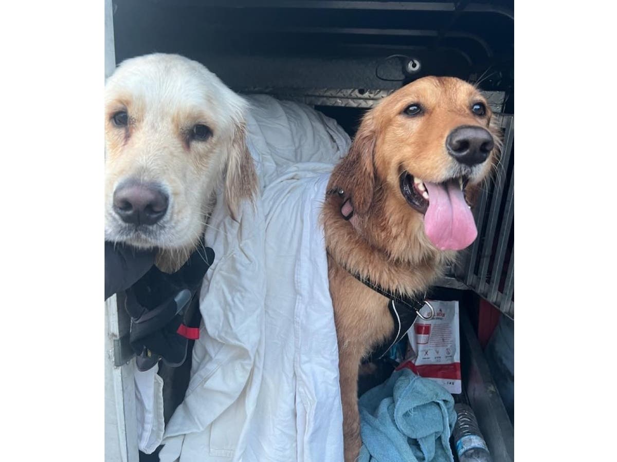 Rascal and Remi were all smiles after their rescue.