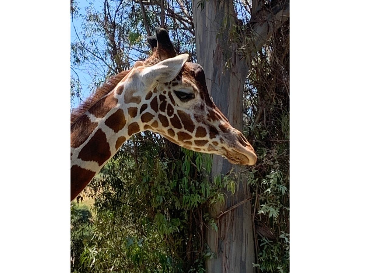 A giraffe at Vallejo Six Flags Discovery Kingdom.