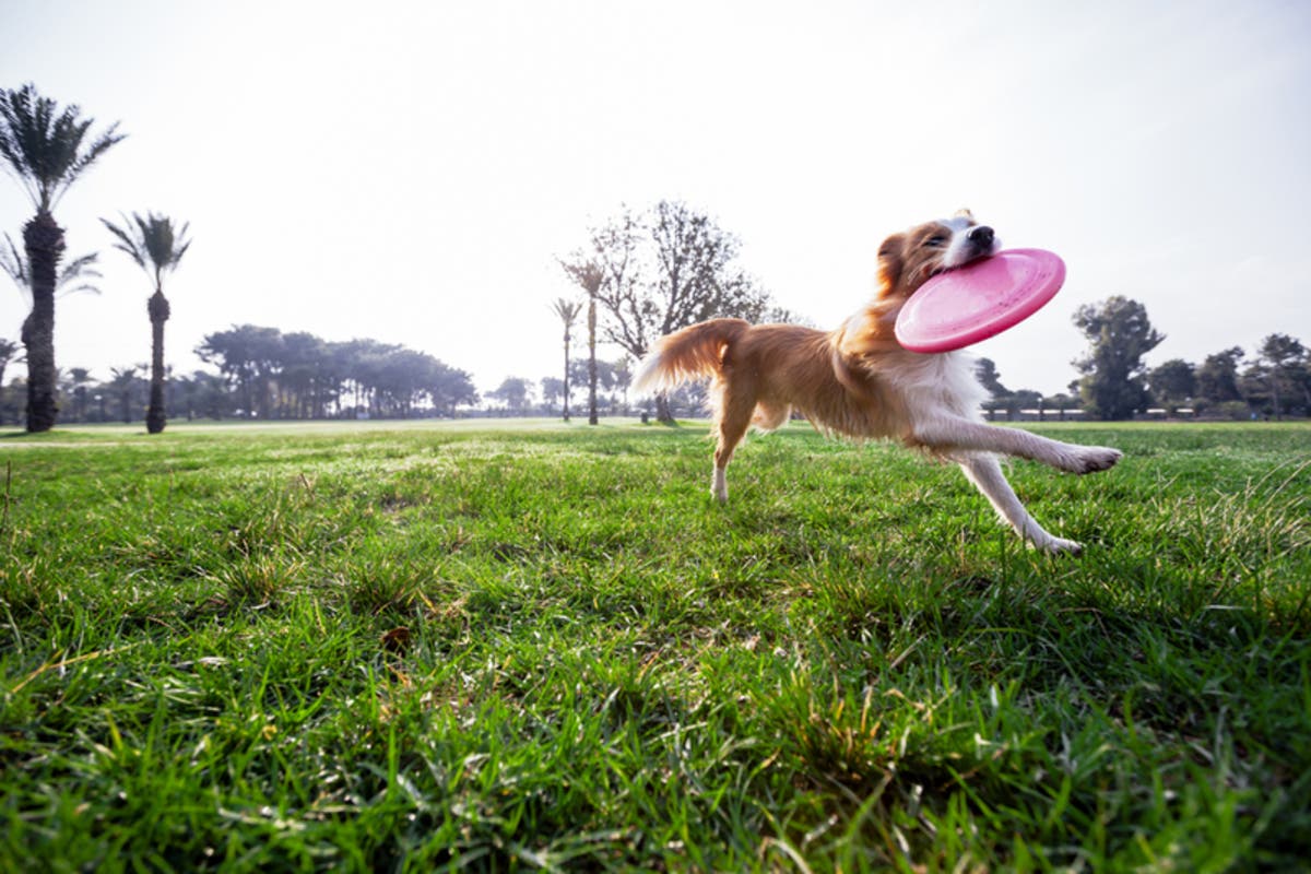 Spend The Dog Days Of Summer At Prince William County Dog Parks