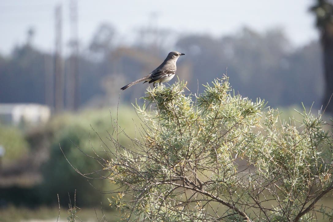 Los Cerritos Wetlands Habitat Restoration 2024: Seal Beach