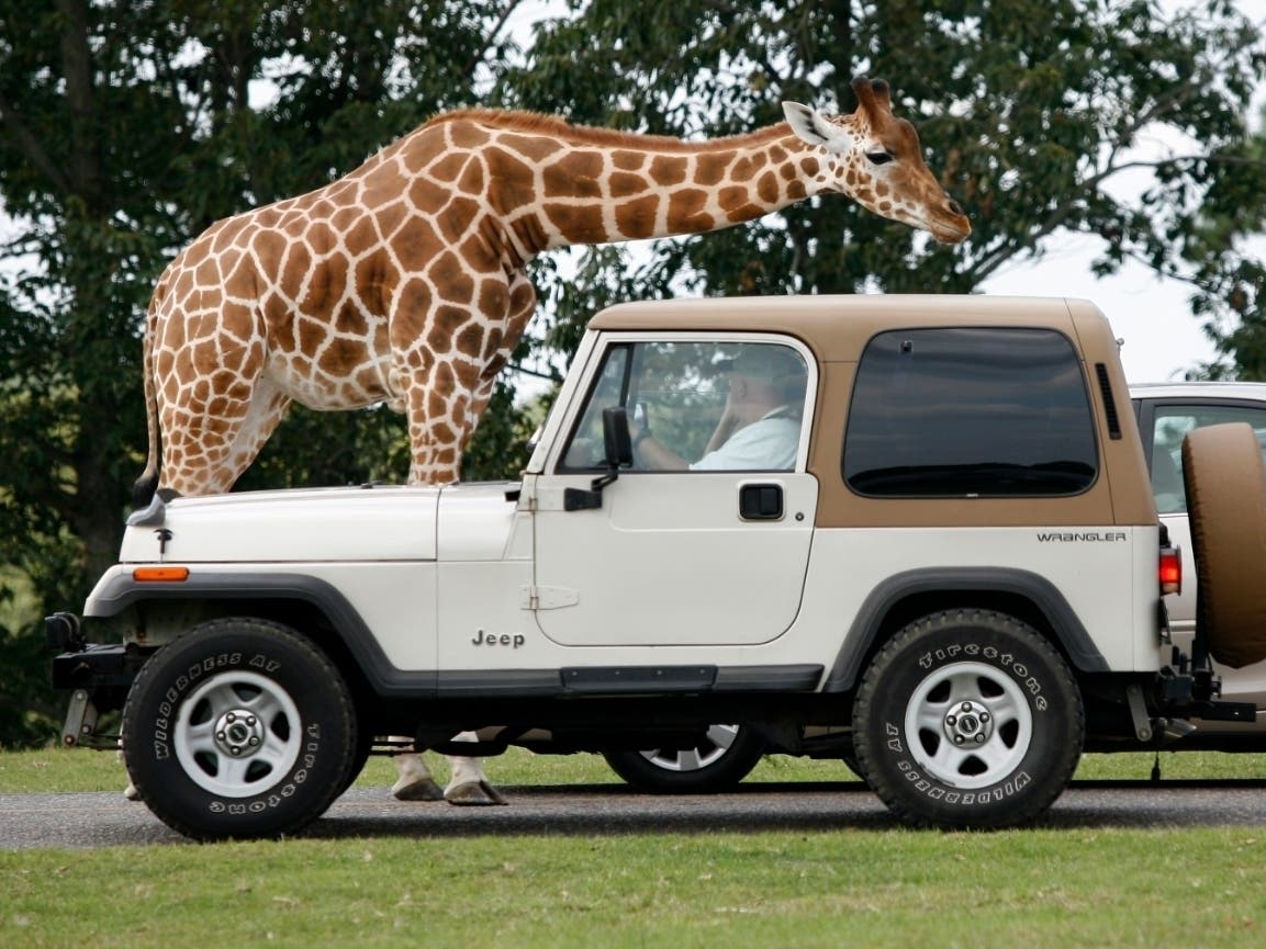 You will be able to see giraffes, elephants, rhinos and other animals from your vehicle starting May 30.