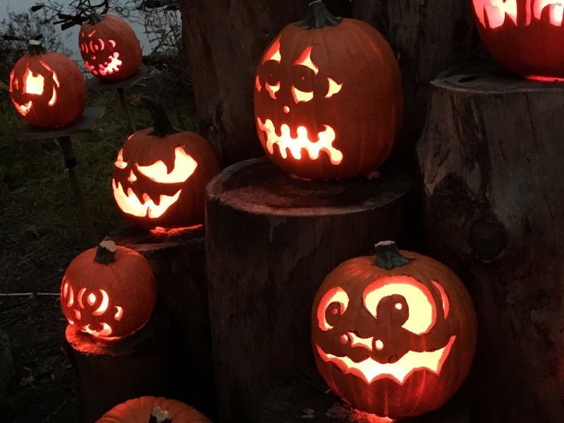 Looking for a pumpkin patch? Check out these spots nearby to get your perfect Halloween started.