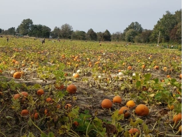 Looking for a pumpkin patch? Check out these spots nearby for your perfect Halloween.