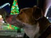 Joy and Jason Pennypacker brought their pup to view the lights at Holiday in the Park.