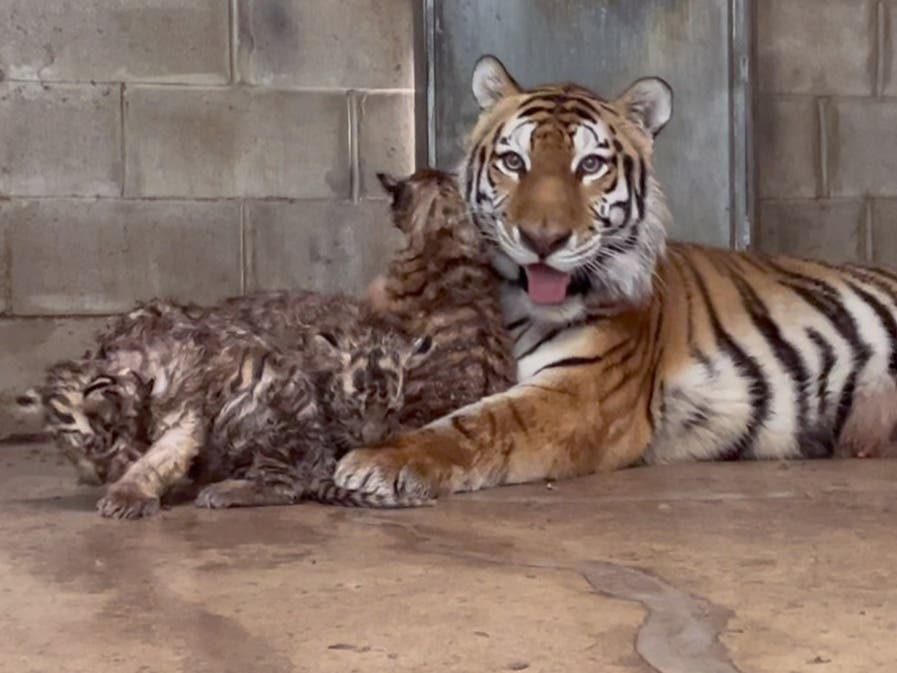 Nadya, one of the Siberian tigers at the Wild Safari at Six Flags Great Adventure, has given birth to five cubs, a rare size for litters that usually average two to four cubs. 