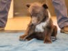 European brown bear cubs are among the animal babies born in the Wild Safari this year. 