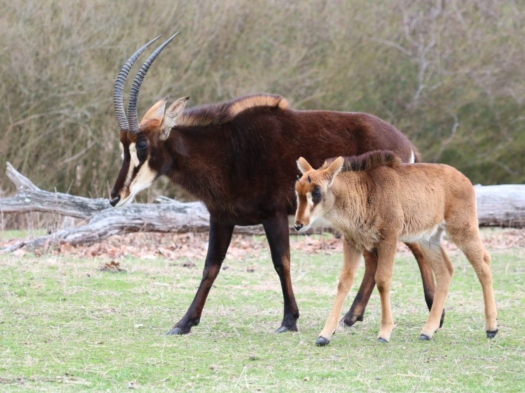 https://patch.com/img/cdn20/users/22821257/20230327/113009/styles/patch_image/public/sable-mom-and-baby-walking-1___27112746787.jpg