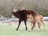 A sable antelope calf with its mother at the Six Flags Great Adventure Wild Safari.