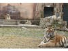 Five Siberian tigers born at the Wild Safari in 2022 will turn 1 year old in May. They will be part of an exhibit at the safari this year at Six Flags Great Adventure. 