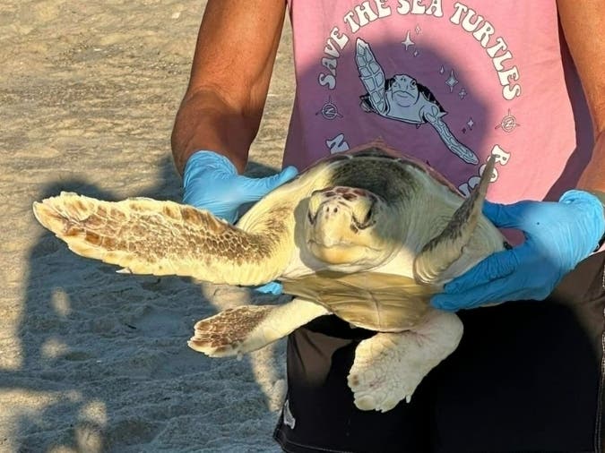 3 Rehabbed Sea Turtles Returned To Ocean In Point Pleasant Beach