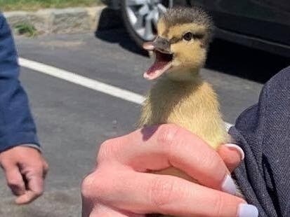 ICYMI: Lucky Ducklings Rescued From Storm Drain