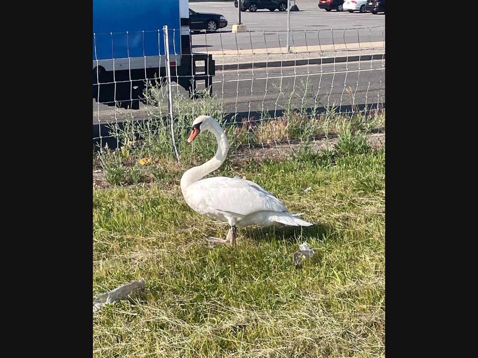 The swan was found injured on Sunrise Highway in Oakdale last week.