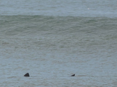 Shark week started early at Robert Moses beach last month.