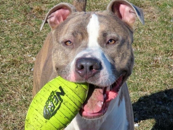 Babylon Adoptable Pet Of The Week: Buddy