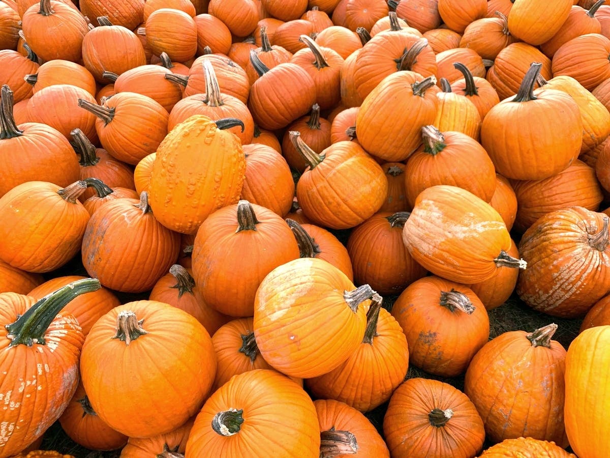 Pumpkin prices in Orangemay vary, but recent numbers can give people an idea of how much to expect to pay before heading out to the fields and patches. 