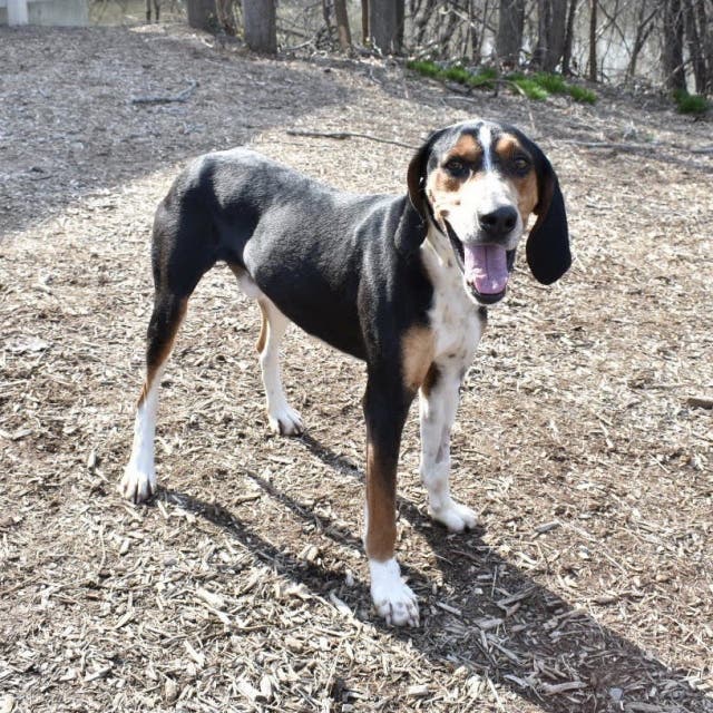 Rocky is available for adoption at the Hinsdale Humane Society.