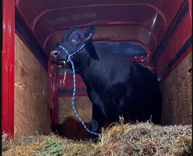 ‘Feisty’ Bull On The Run For Weeks Is Finally Found