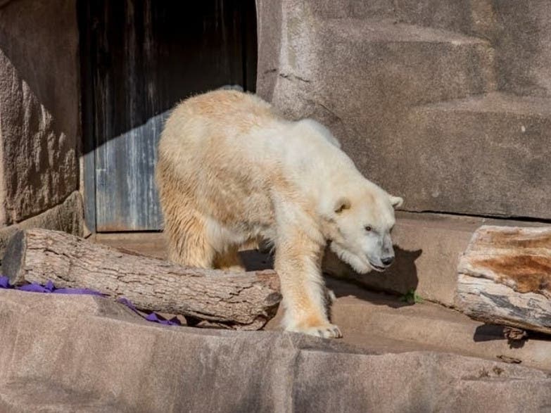 Oldest Polar Bear In North American Captivity Dies At 36