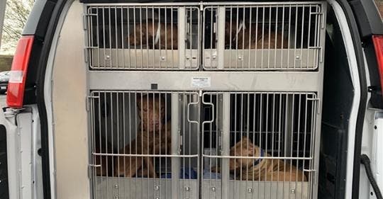 6 Dogs Rescued From Foul Conditions In DC Home 