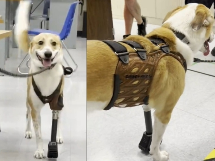 Good News In Essex: Lifesaving Surgery + Olympics + Dog’s New Leg