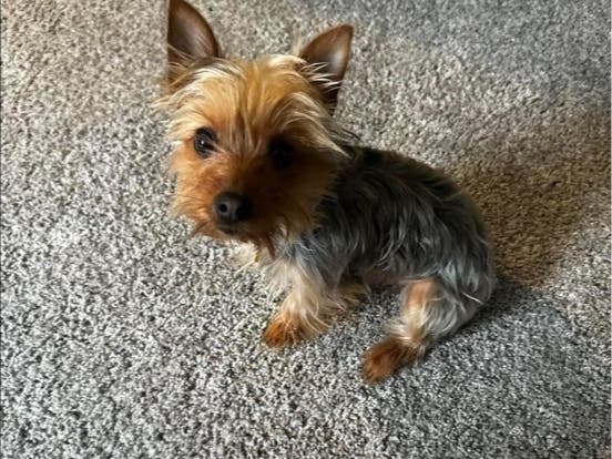 Koko The Dog Goes Missing In Lansdale