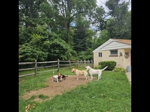 Dog Found In Upper Moreland, Family Sought