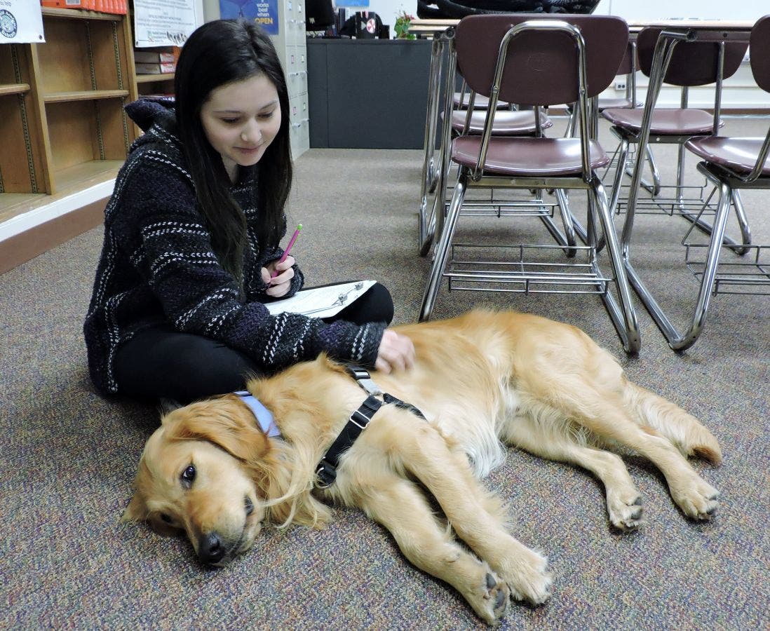 Plainfield Academy Gets New Facility Dog