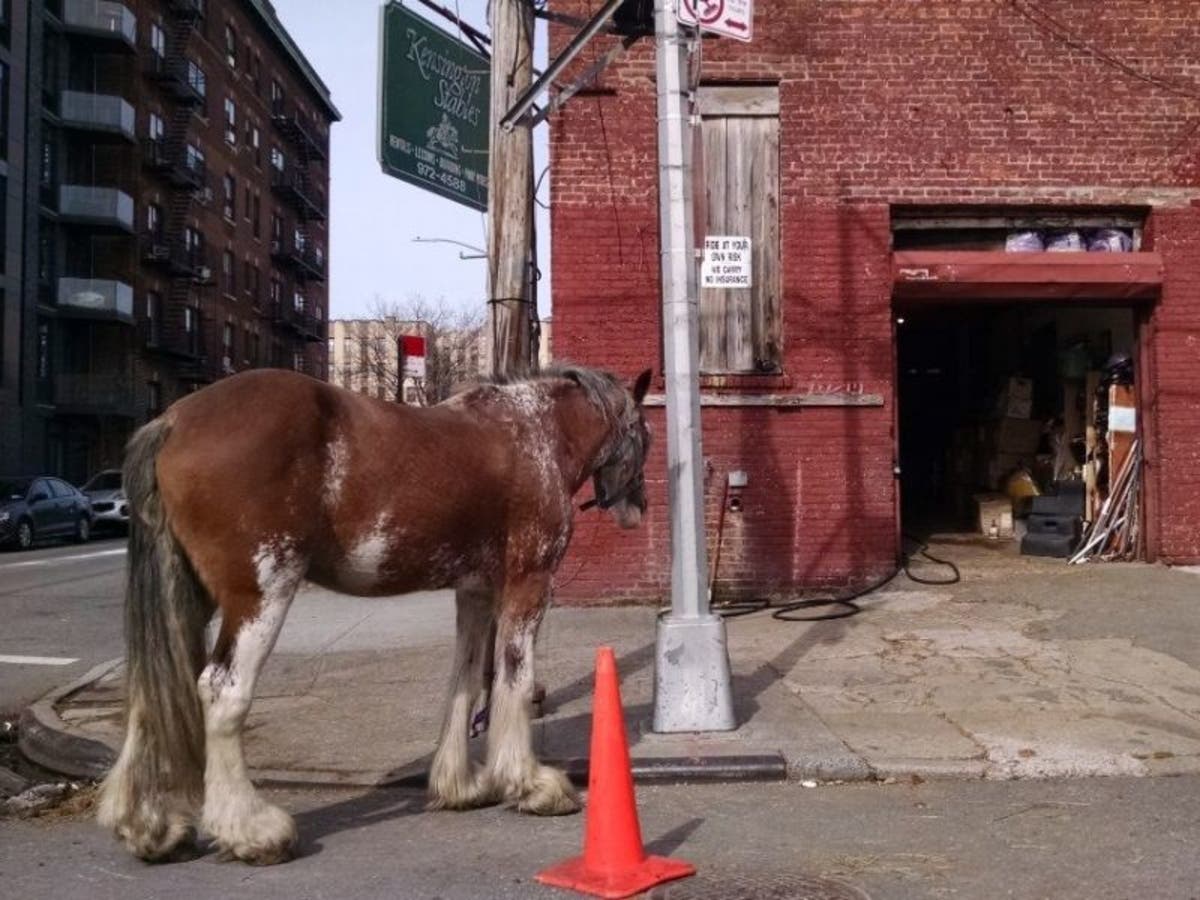 Kensington Stables Sold, Will Remain Horse Barn For Now: Report