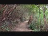 A trail through a forest in Hawaii, provided by Liran Kapoano, co-founder and COO of DK Solutions, provided this image from his trip to Hawaii in 2022 as an example of the type of project his company will be funding with this contribution.