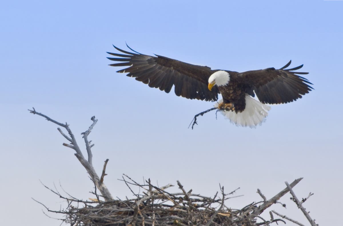 The proposed site, at 1099 Rt. 33 west, is now mostly a farm. And it's also home to nesting bald eagles.