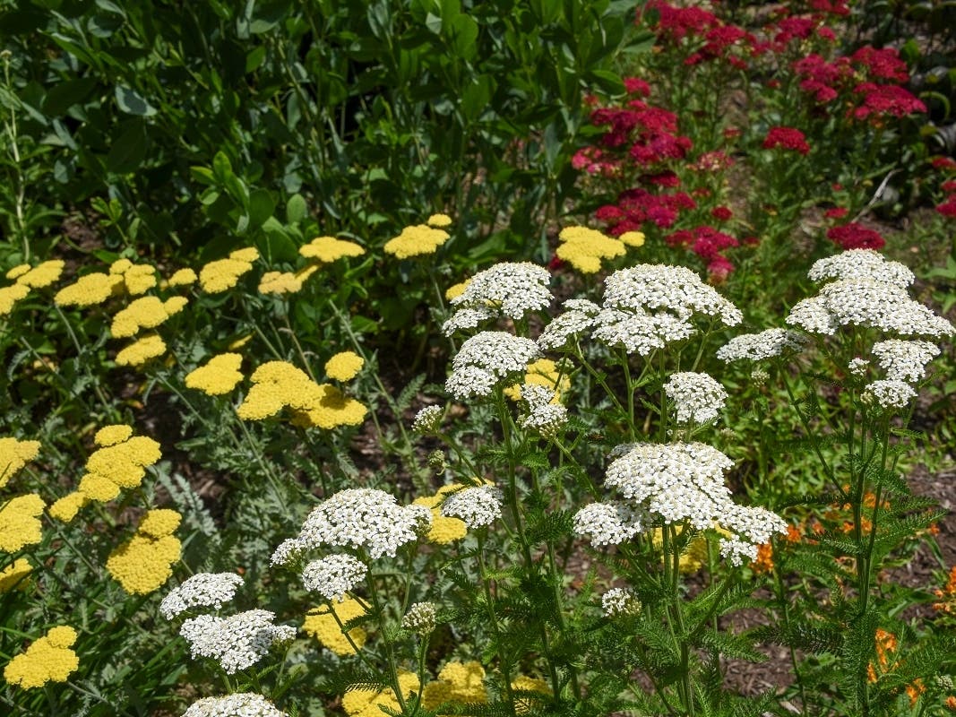 Yarrow flowers in a Monmouth County pollinator garden.
