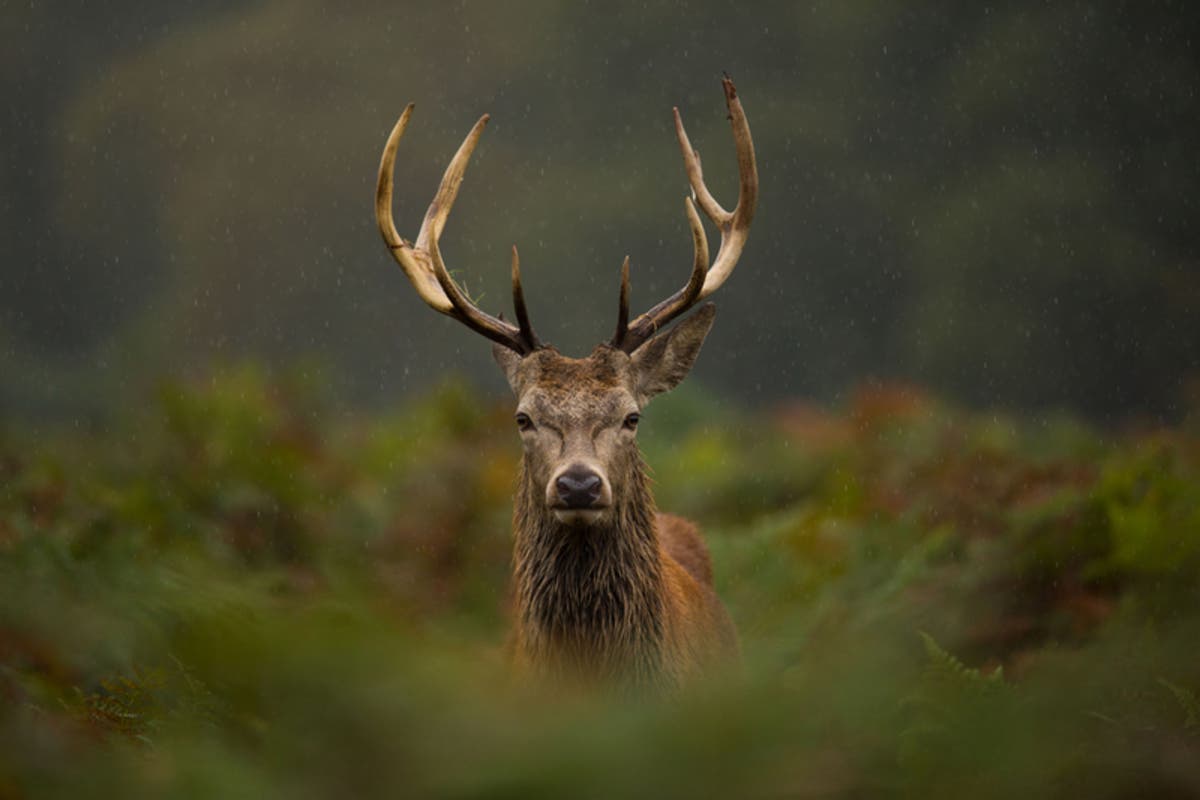 The Union County fall and winter deer ​hunts have ended and the harvest totals are in.