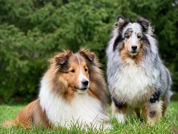 Meet Brodie and Ren! They have been chosen as Basking Ridge Patch's Pets Of The Week.