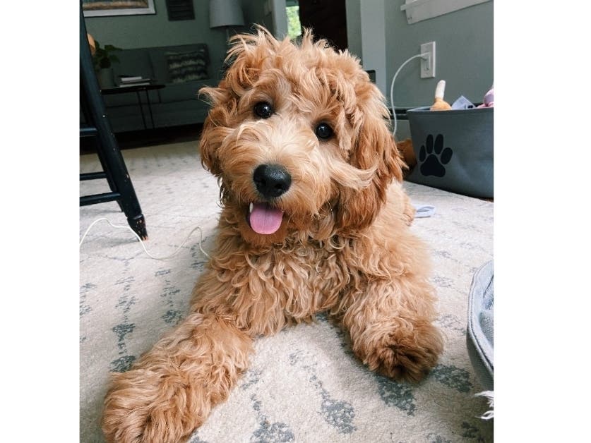 Meet Milo! He has been chosen as Bridgewater Patch's Pet Of The Week.