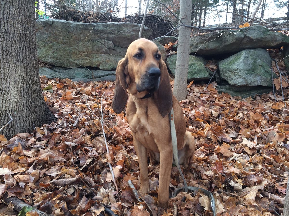 Missing CT State Police Bloodhound Found