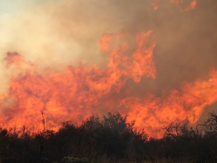 Wildfire Mandatory Evacuations: Brentwood, Clayton Palms