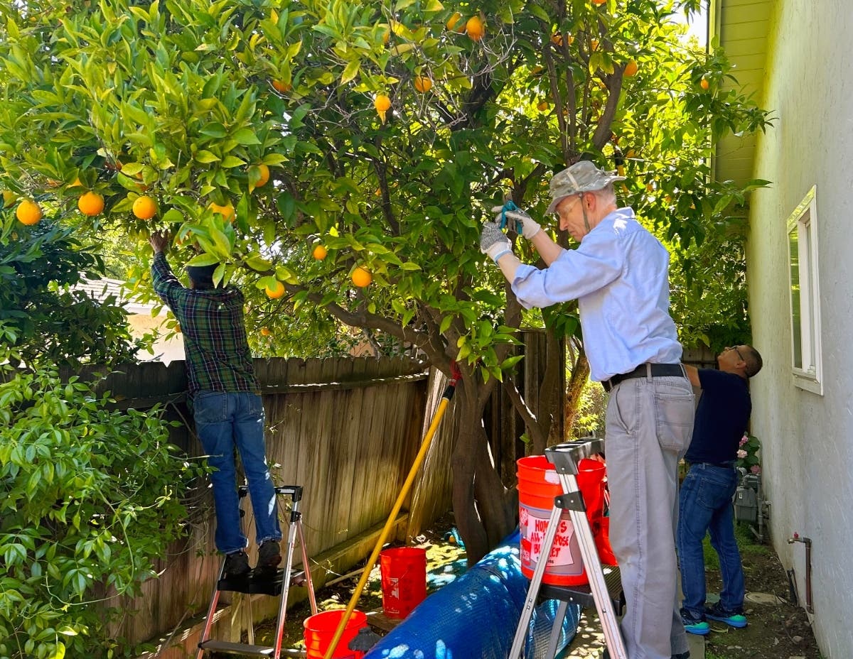 Volunteers Pick Backyard Fruit For Food Banks